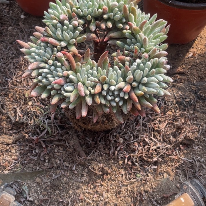 62号雪花多肉植物