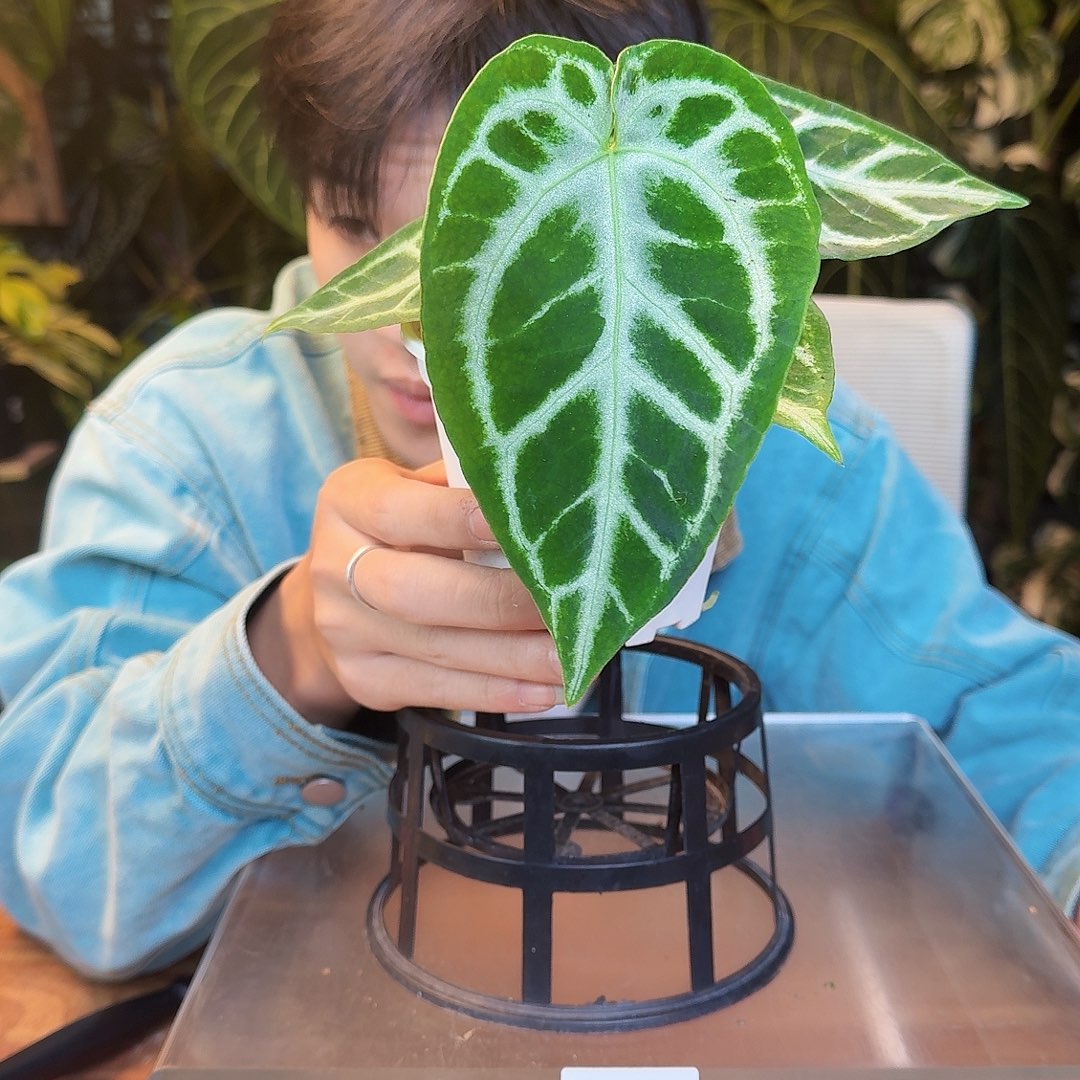 完全开放Y08银骑士杂黑底撕裂纹