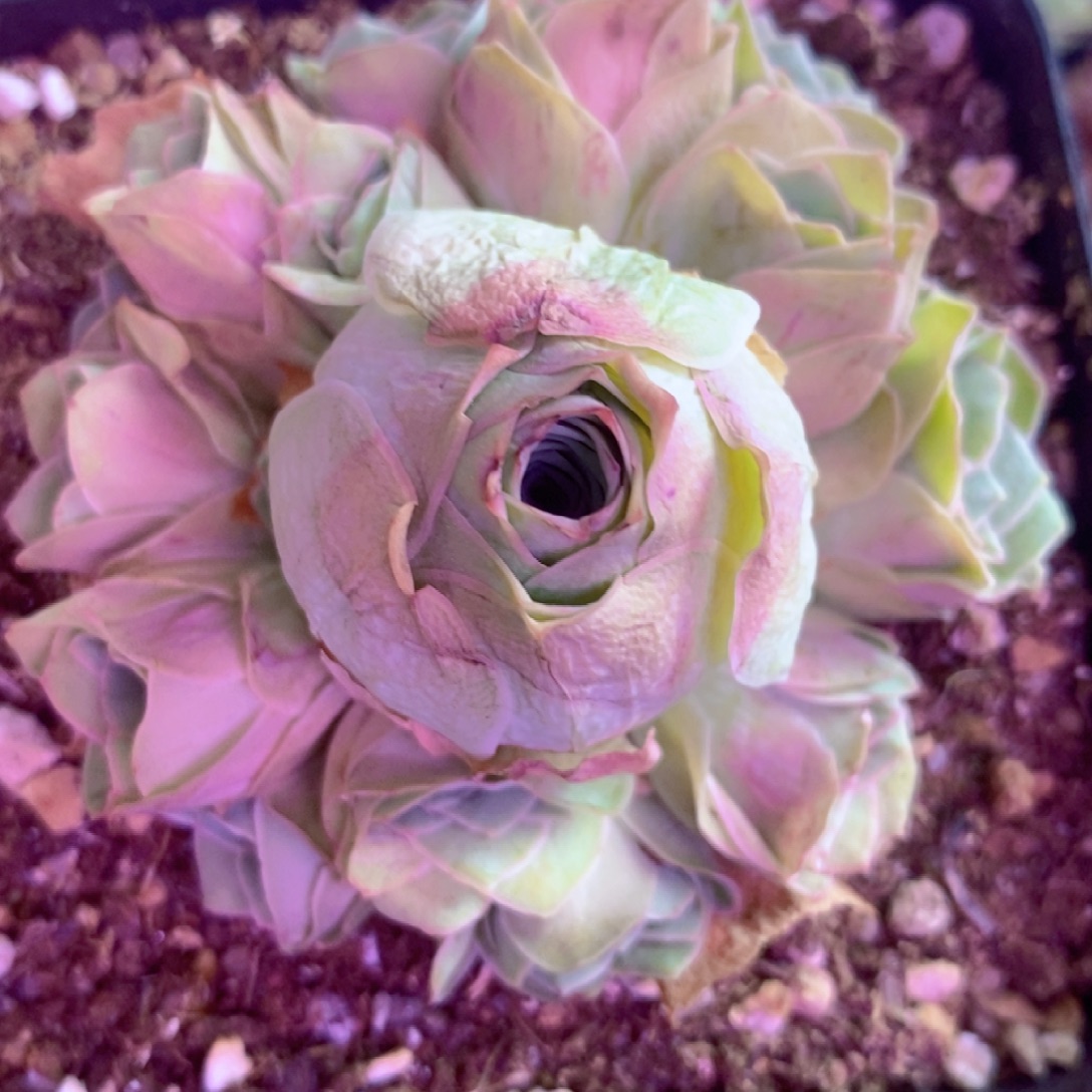 山地玫瑰一物一拍333紫芙