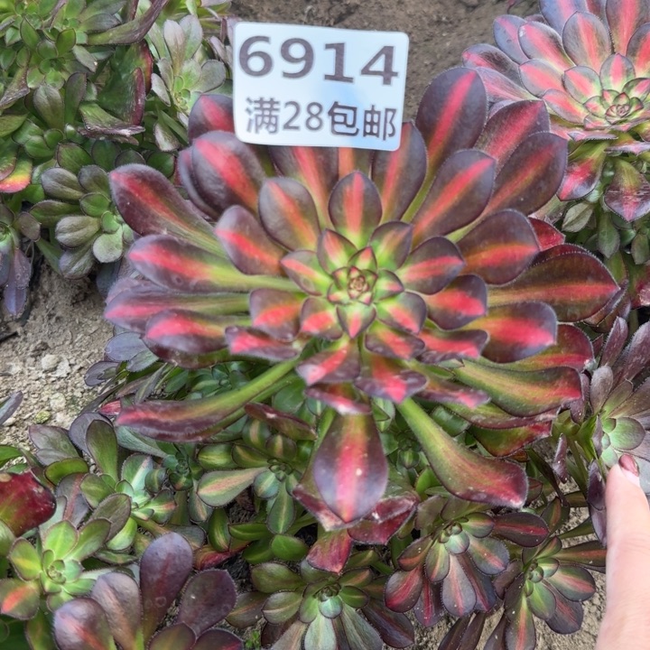 6914二号棚晚霞多肉H