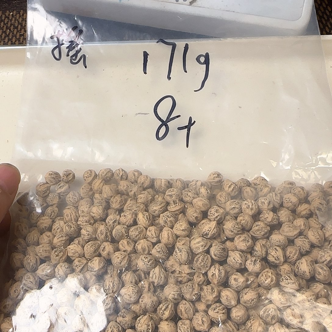 摇***蓝吊坠柏香籽/百香籽