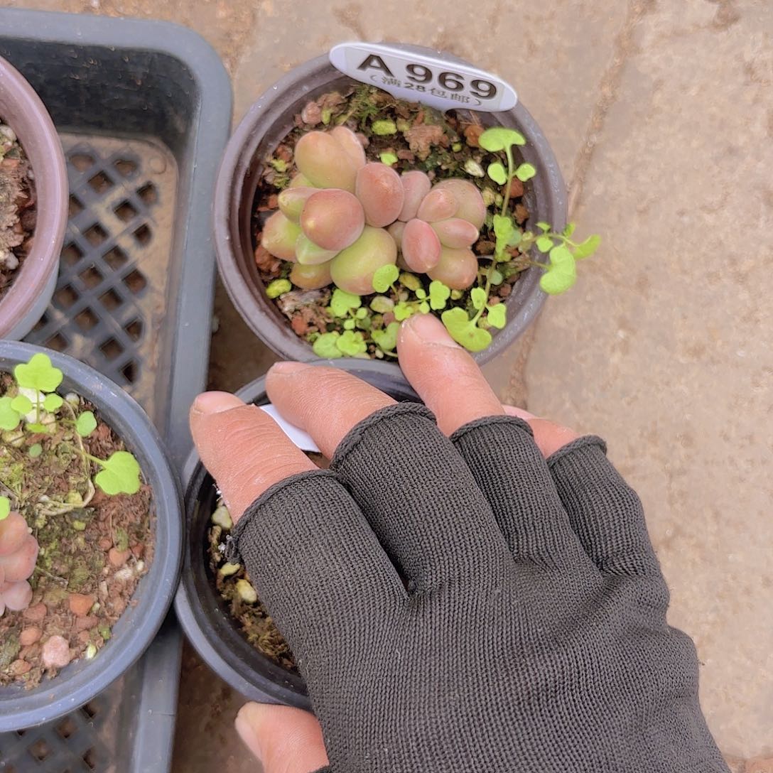 A969芒果奶一物一拍