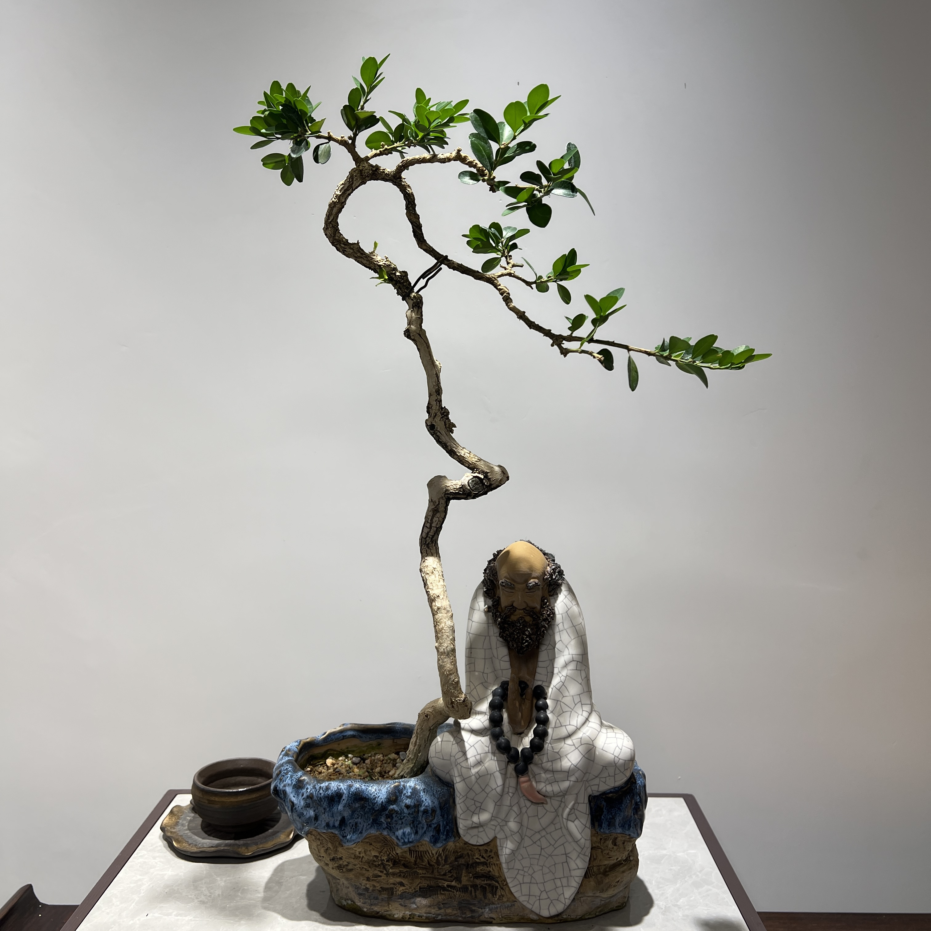 海岛黄杨 - 达摩树下意境文人怪桩精品盆景