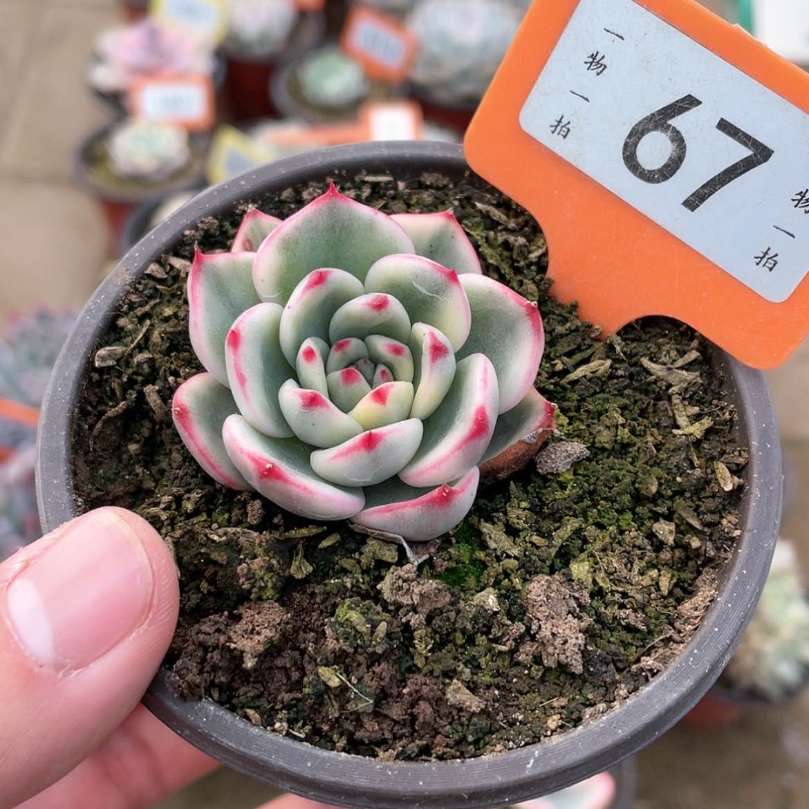 【闪购商品】67号的