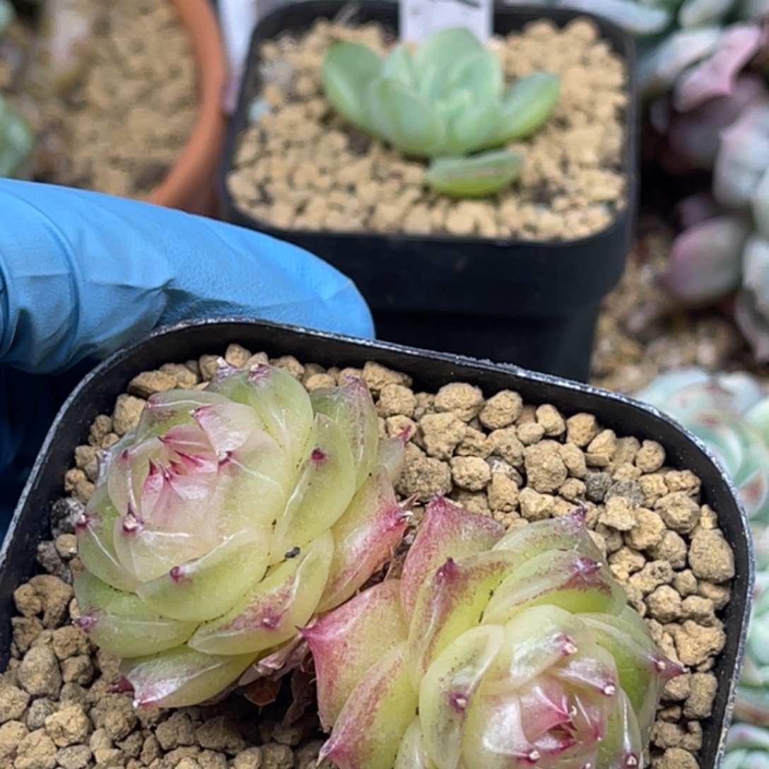 MY-10 珍妮麦秆 双头