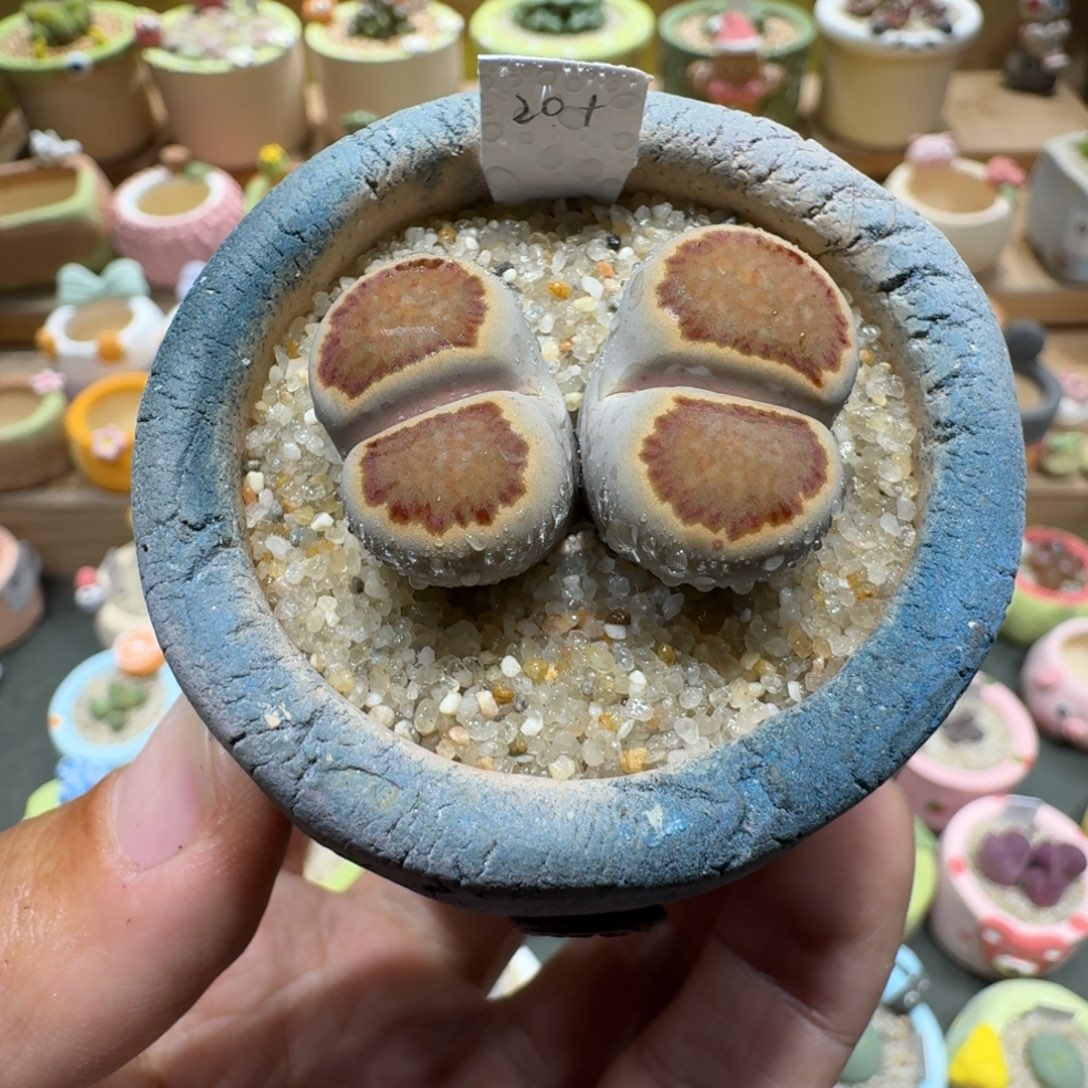 蘑菇1058菊纹章多肉植物