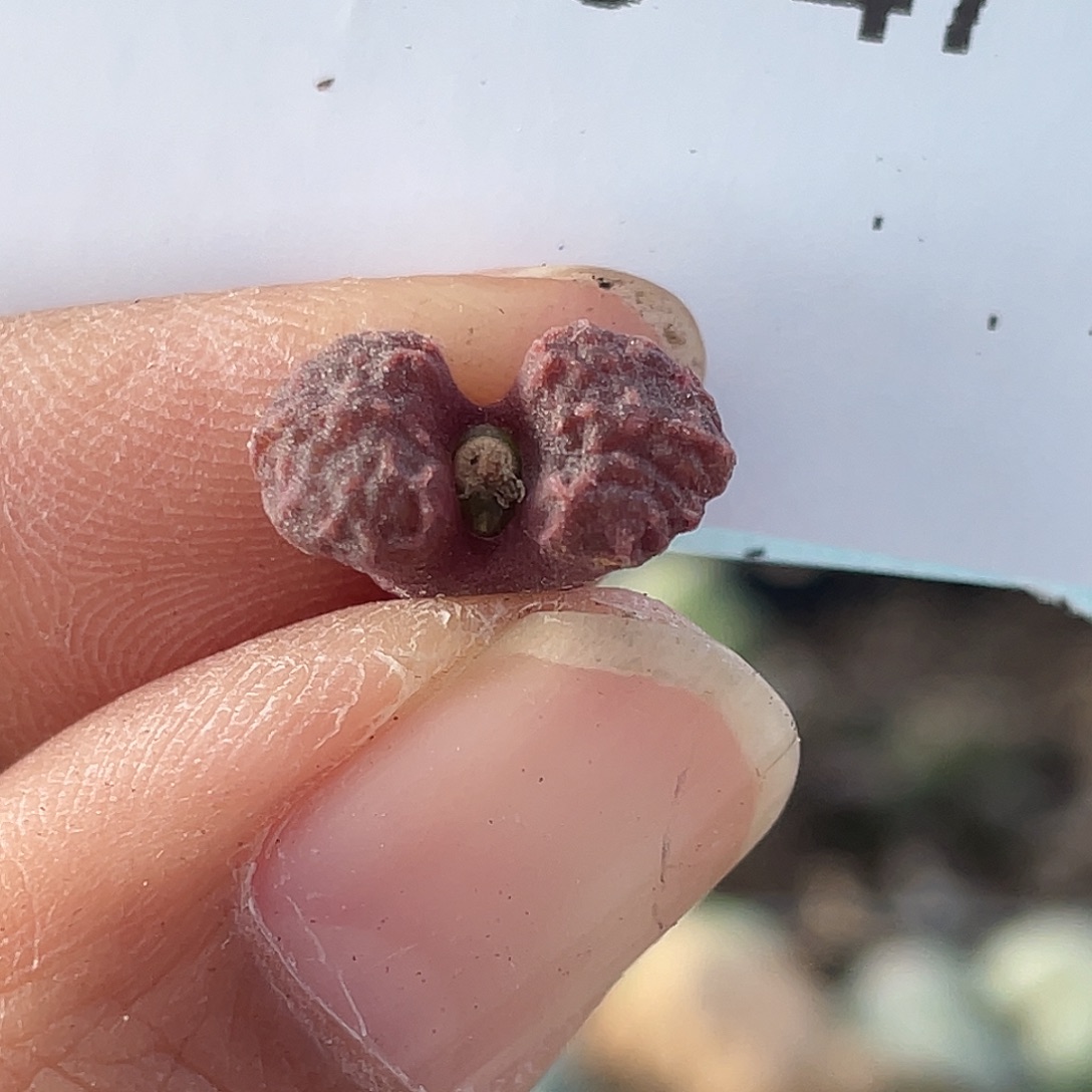 25-47海参多肉植物