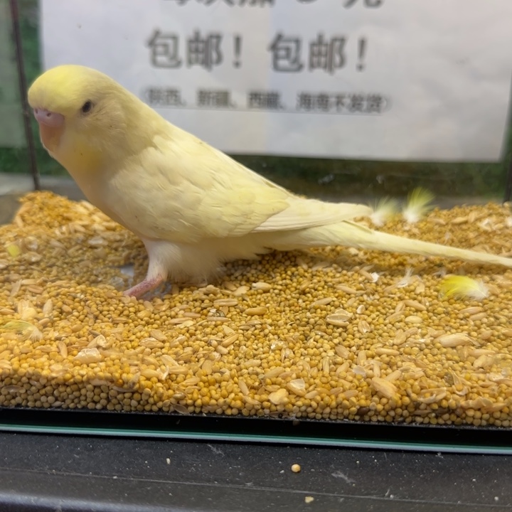 虎皮鹦鹉大头虎皮鹦鹉