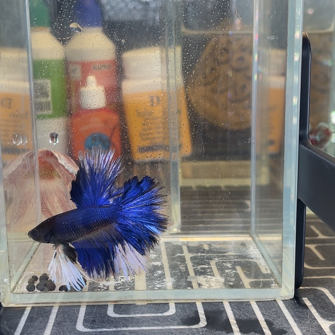 斗鱼10号129晚绣球hmpk