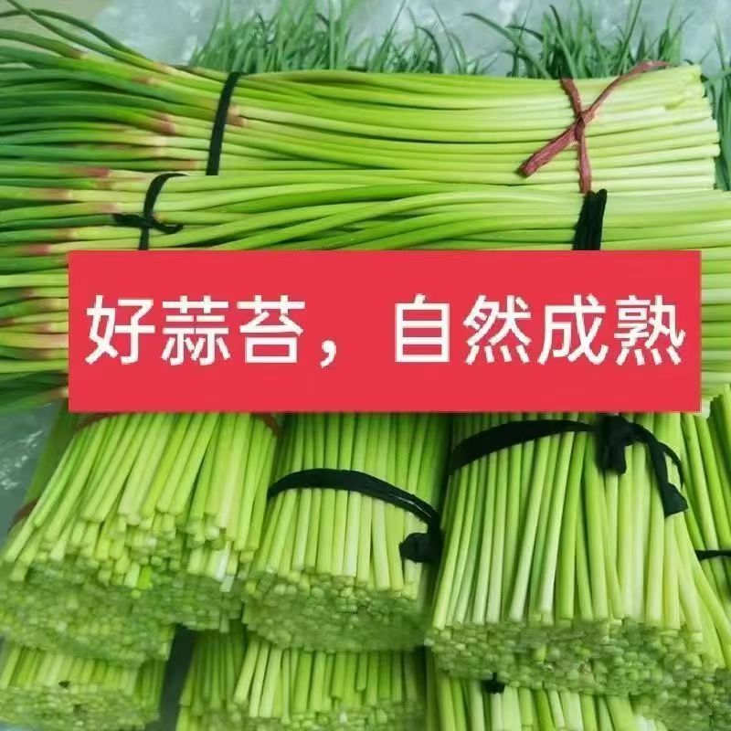 【拒绝冷库货】山东金乡头茬蒜苔新鲜蒜苔批发蒜苔当季蔬菜白帽