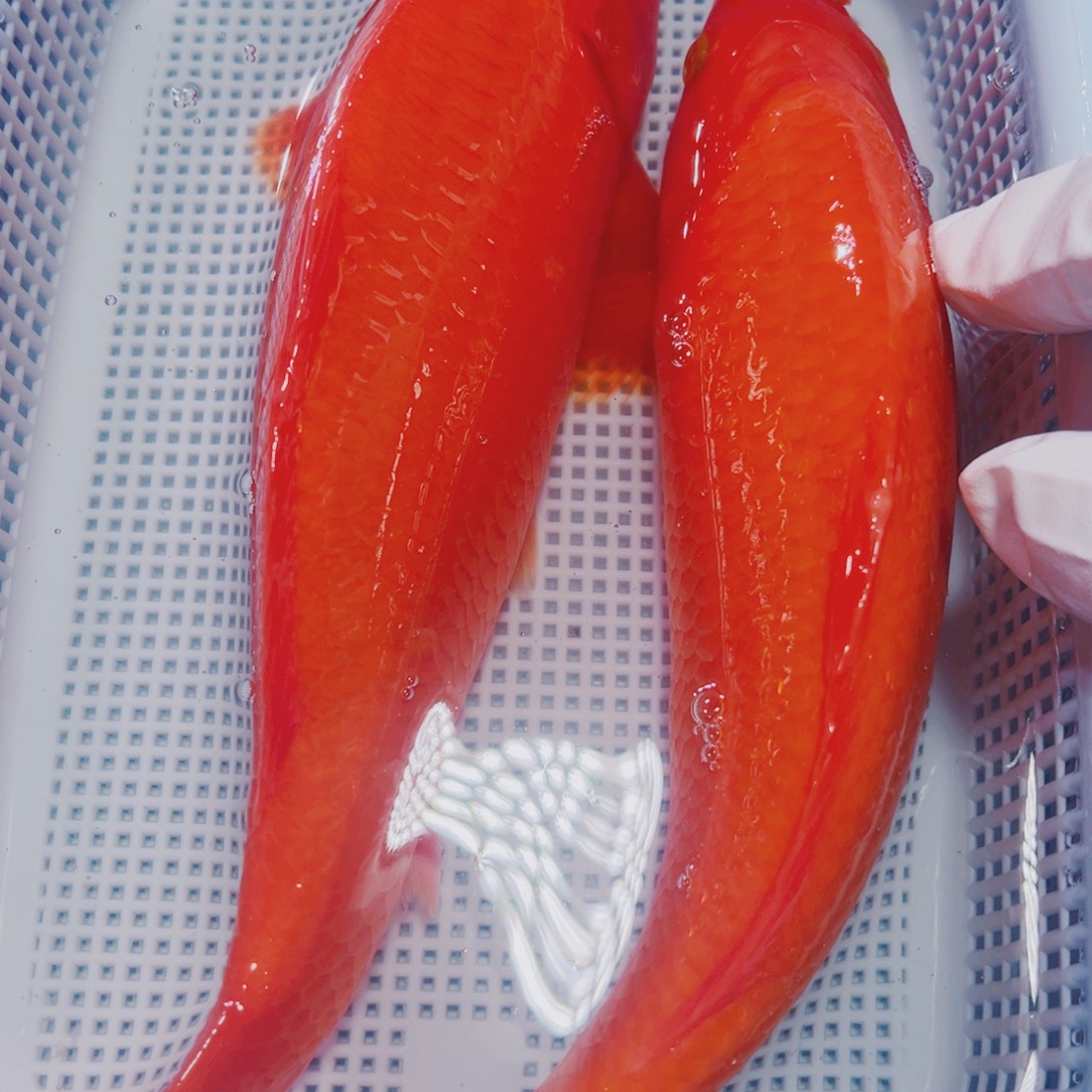 锦鲤锦鲤观赏鱼冷水22-24 2介子