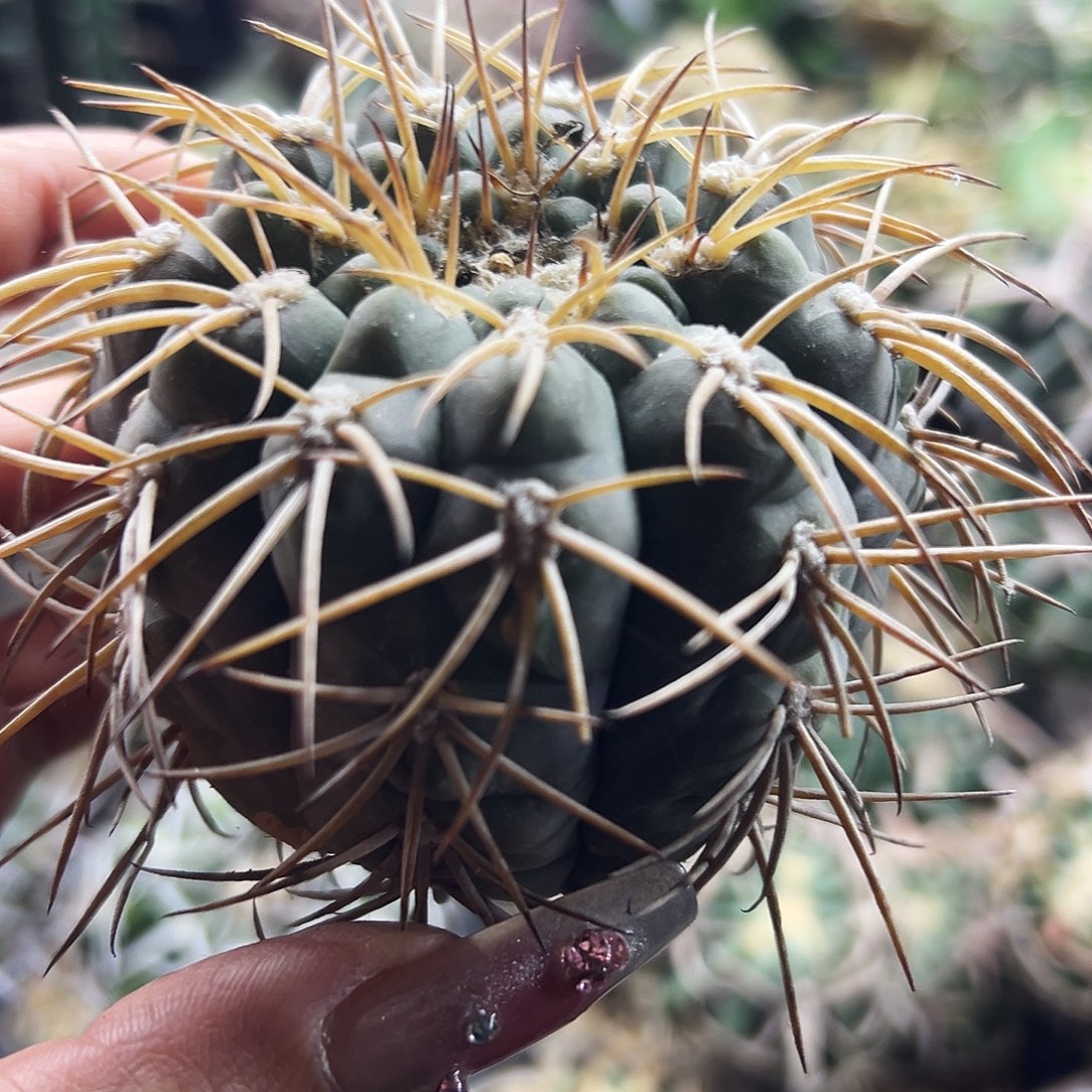 肤刺有根仙人球666666