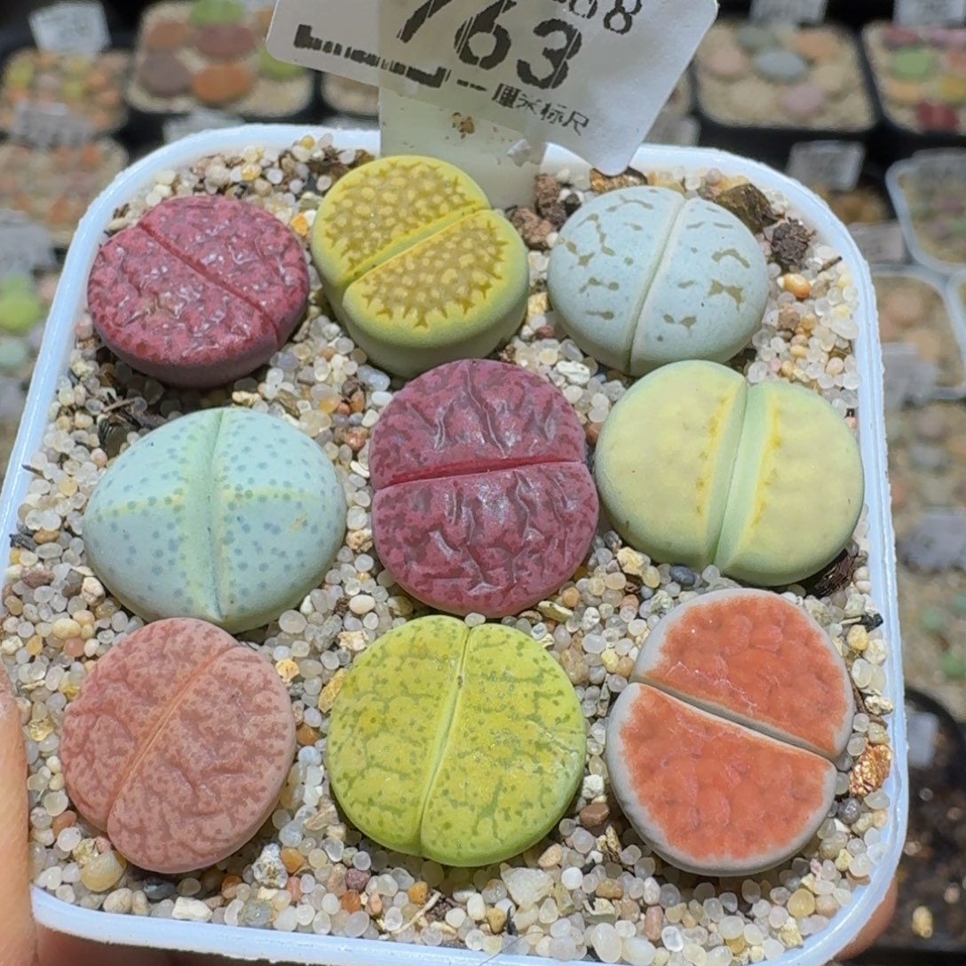 Ssss精品生石花763