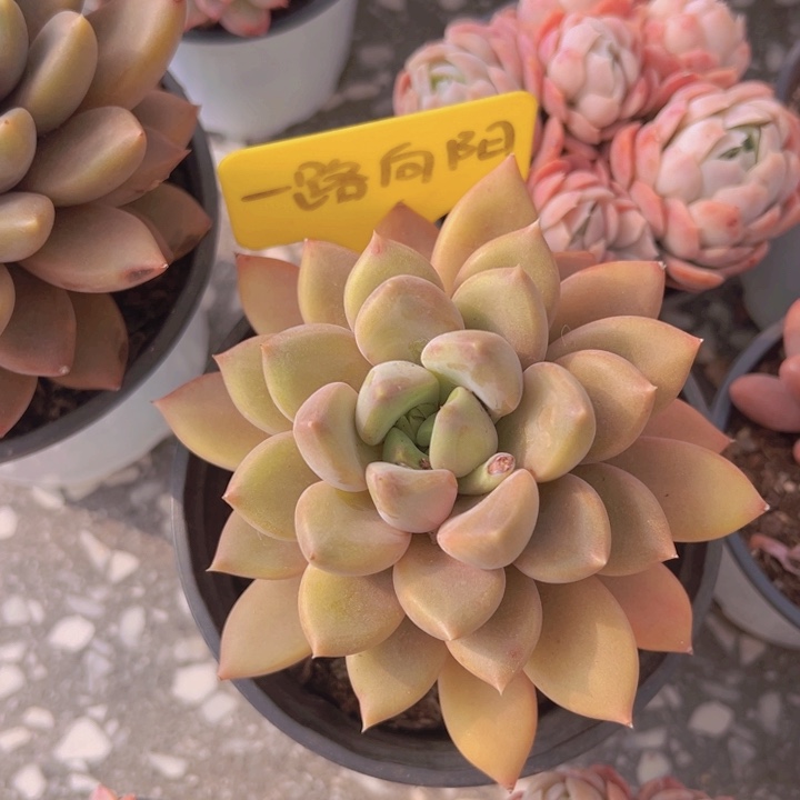 健健康康平平安安