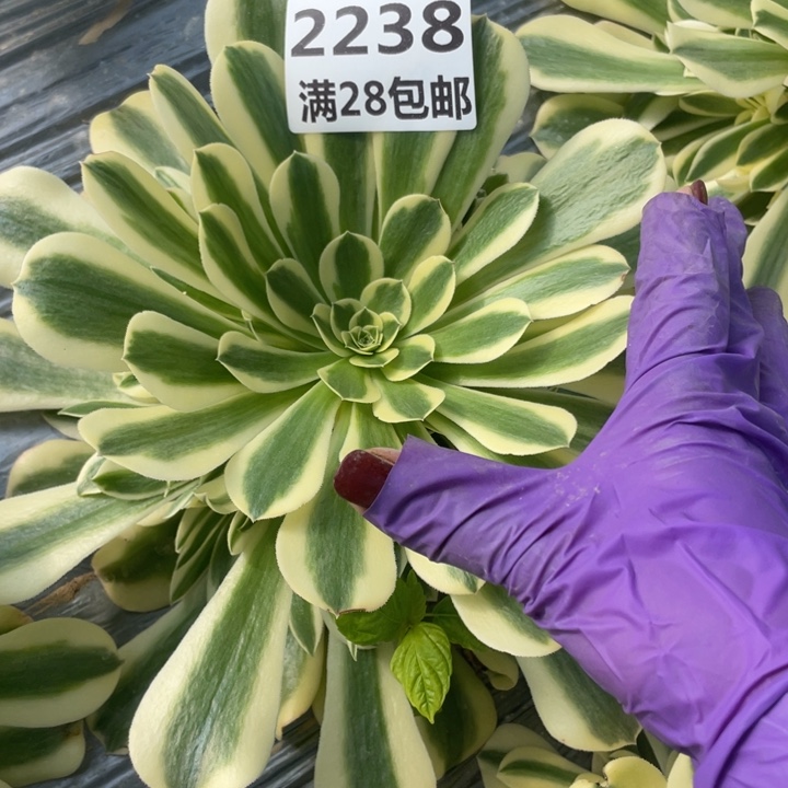 2238一号棚绿豆沙H