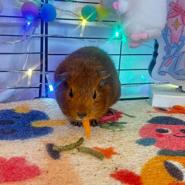 红棕加州荷兰猪妹妹活体豚鼠宠物高品包邮包活终身包售后