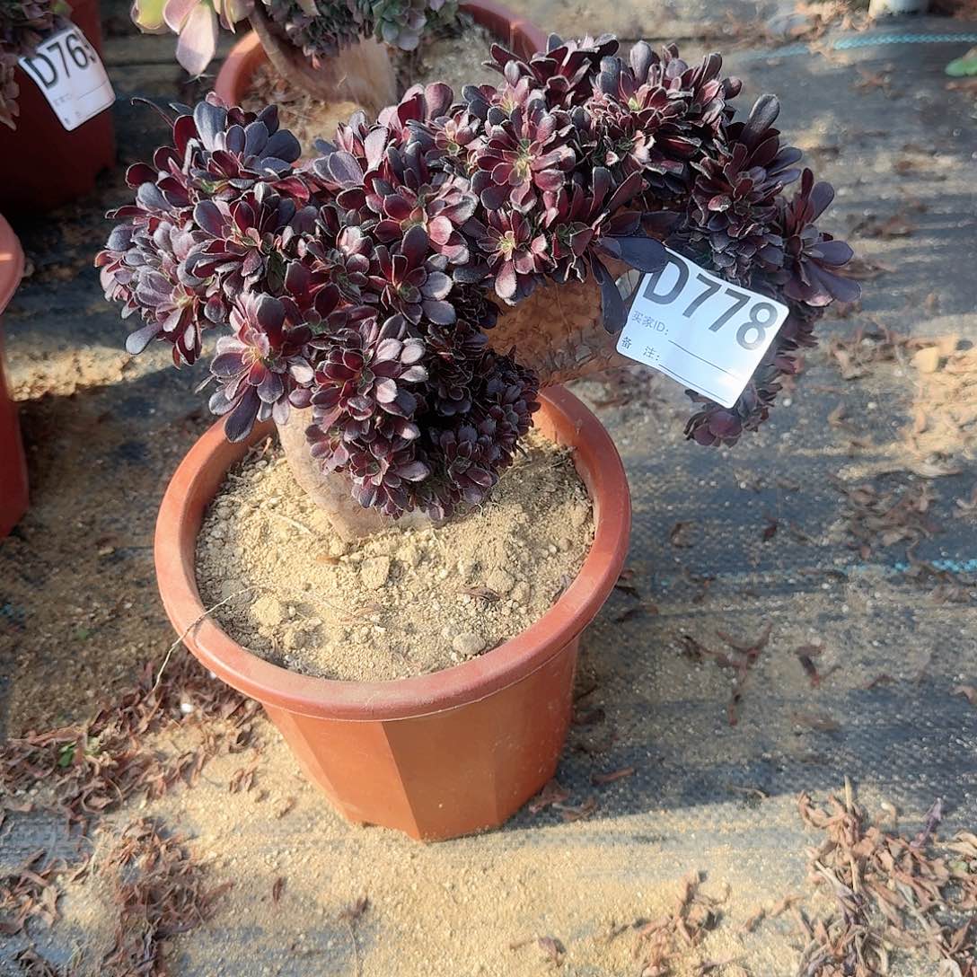 778欧紫朵朵一颗呀呀