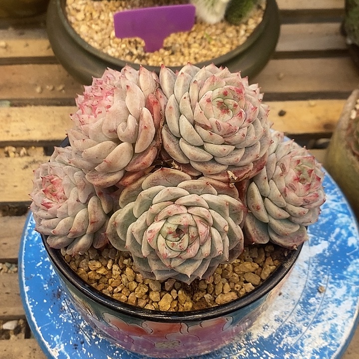 多肉植物肉肉植物