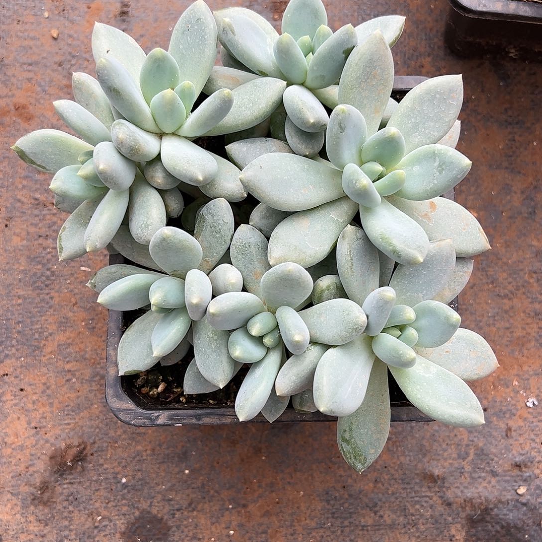 【闪购商品】哥特黄胖寄养不发货