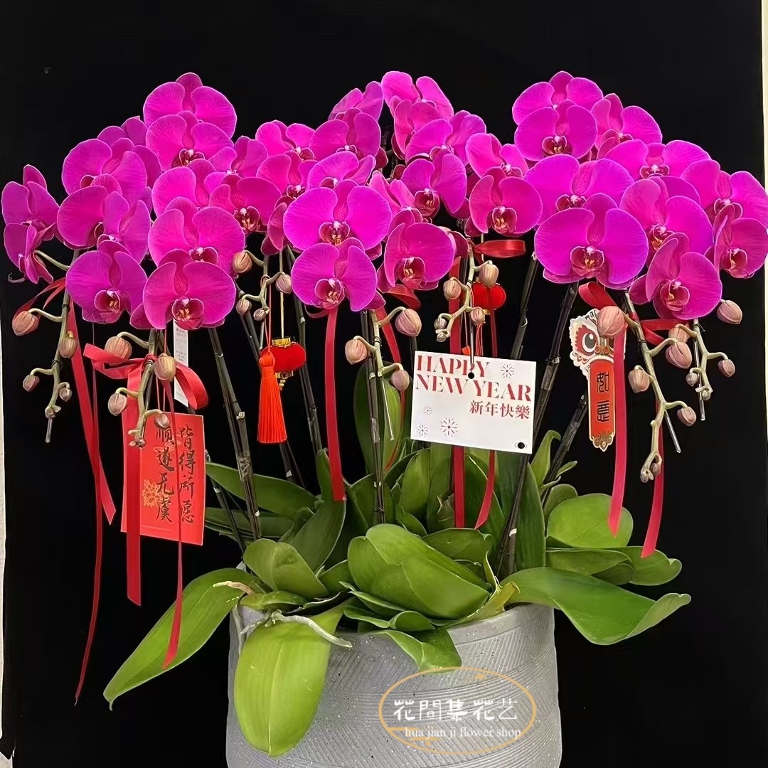 【年宵花10株蝴蝶兰】花盆颜色随机送领导同事长辈冬日新年年宵花鲜花盆栽订花同城配送小时达