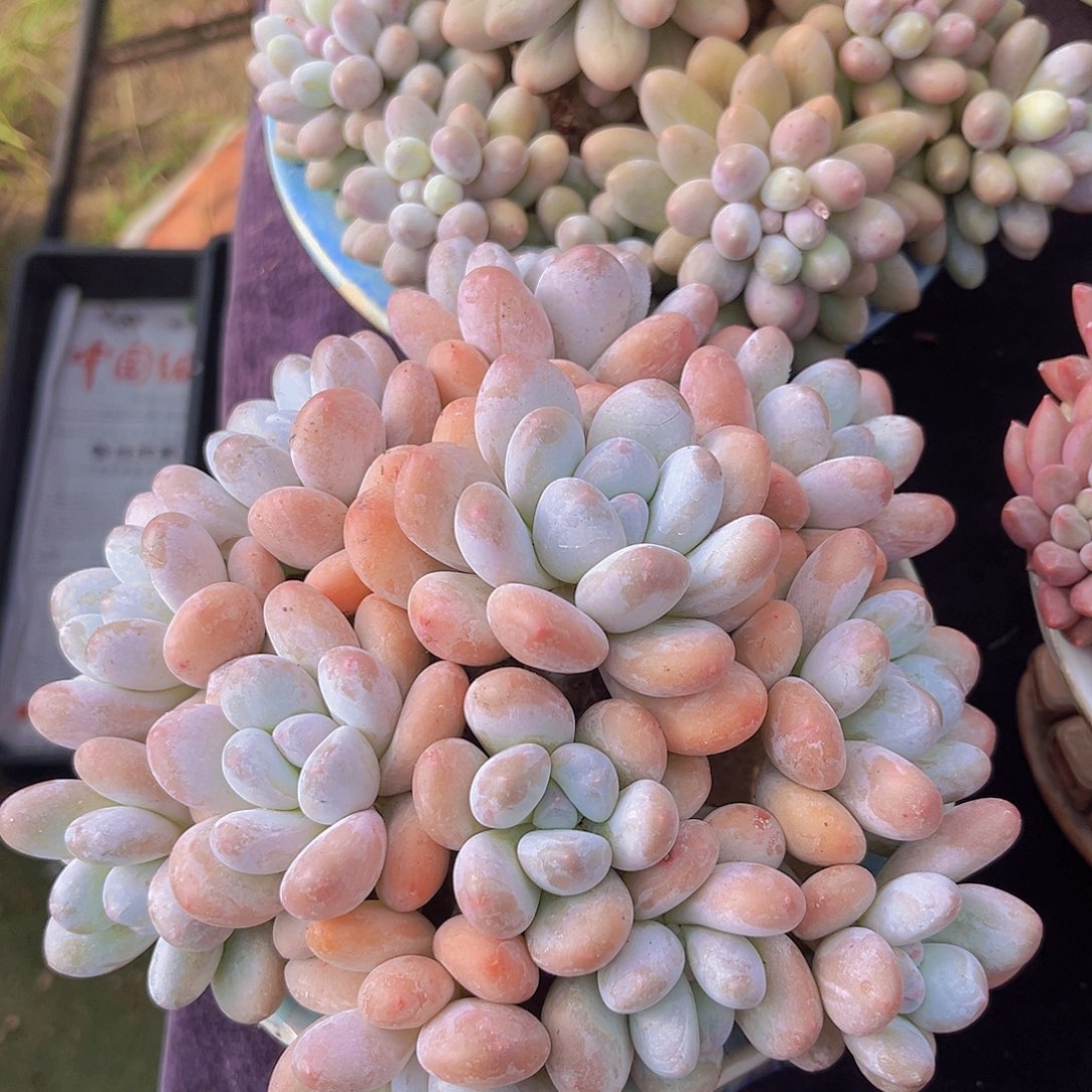 香水老桩多肉植物