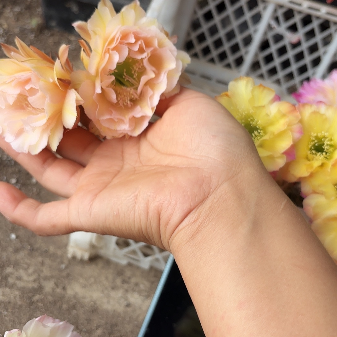 16-18无根侧牙四公分