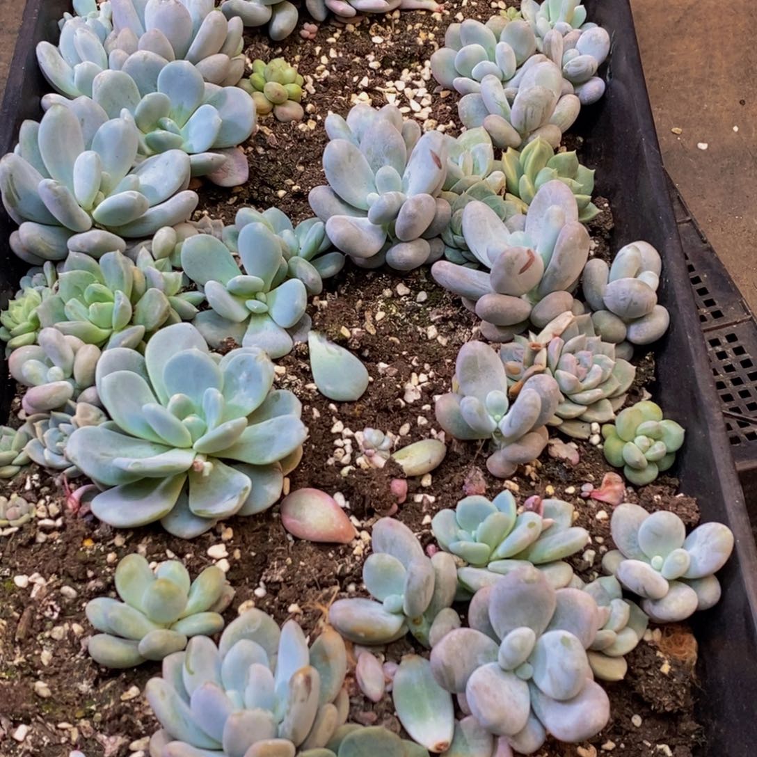 387脱土多肉植物保护研究所