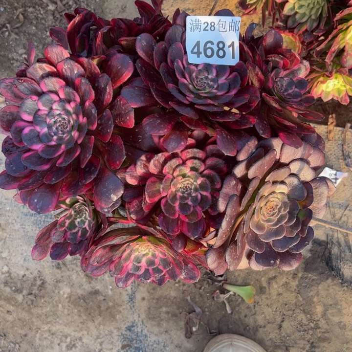 4681红金刚多肉植物