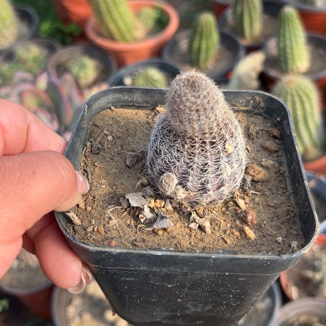 多肉植物爱德华单头