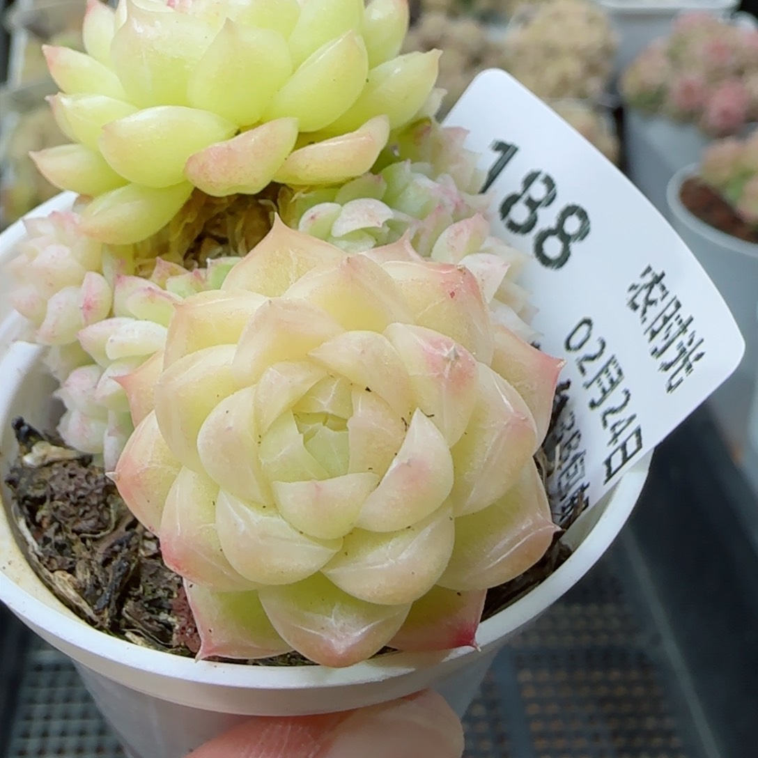 【闪购商品】0224-188麦杆