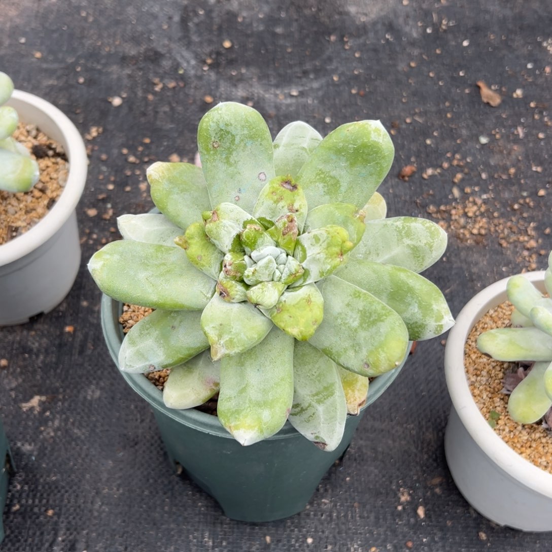 陆****谢谢哥～一物一拍～