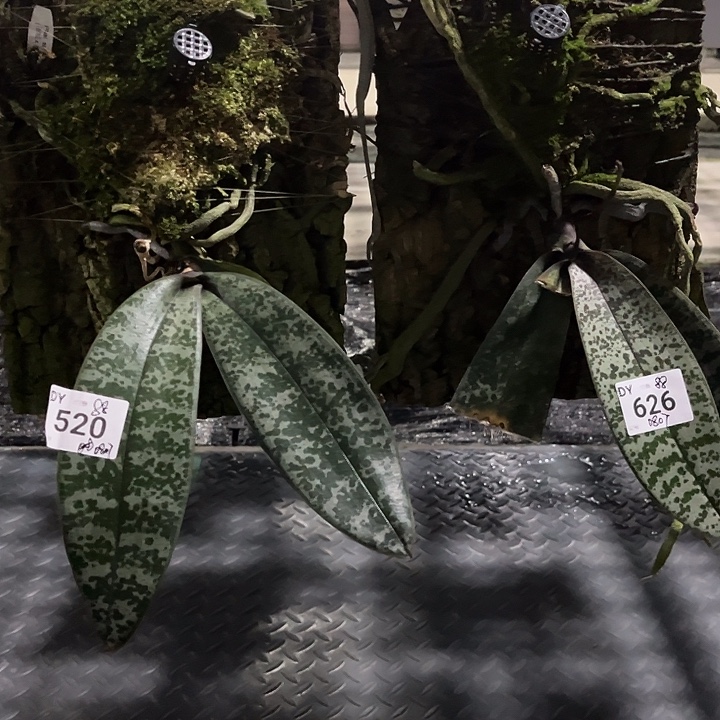 当前无花栽培后可以开花两颗特价板植瑕疵苗任何原因不售后