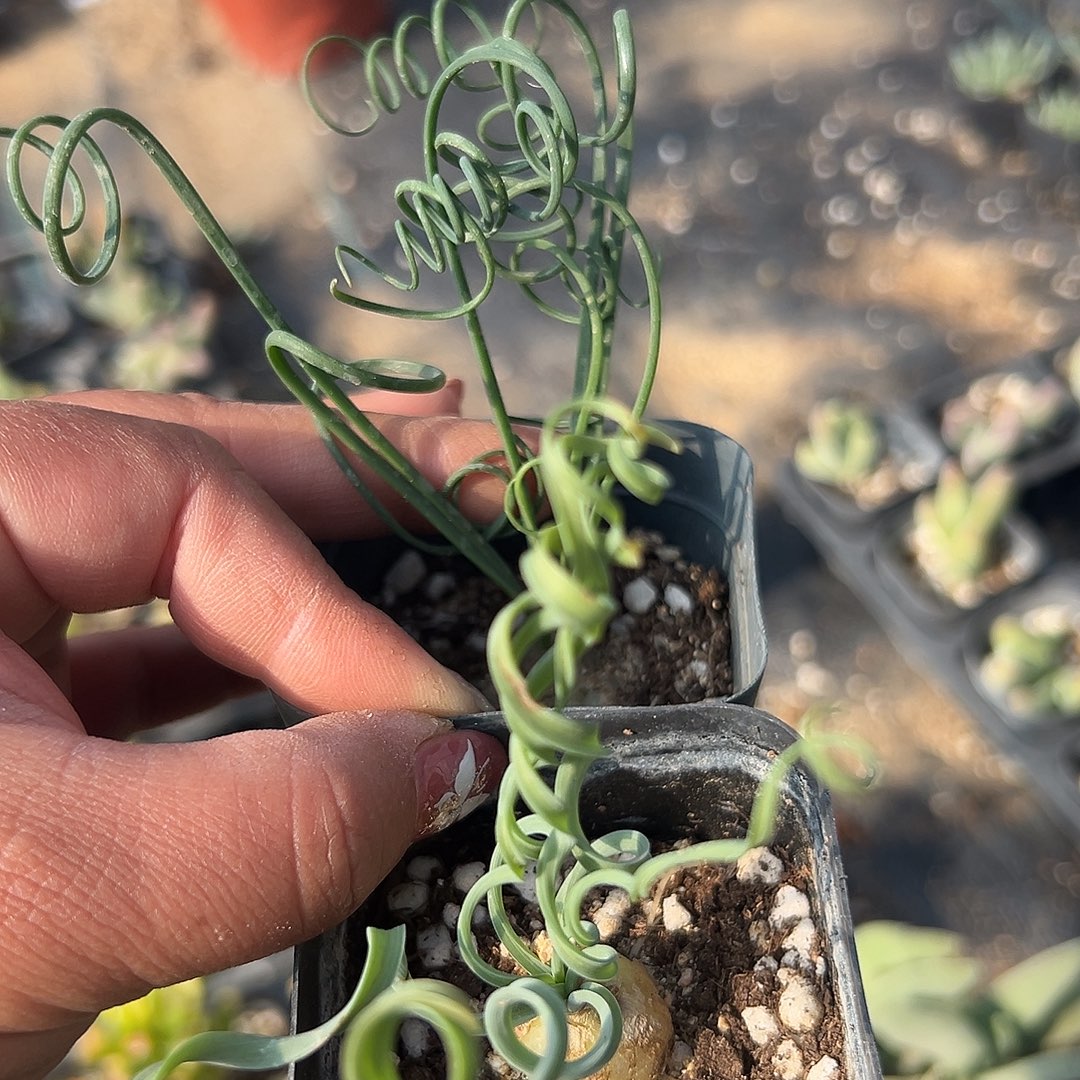 多肉植物弹簧草两颗