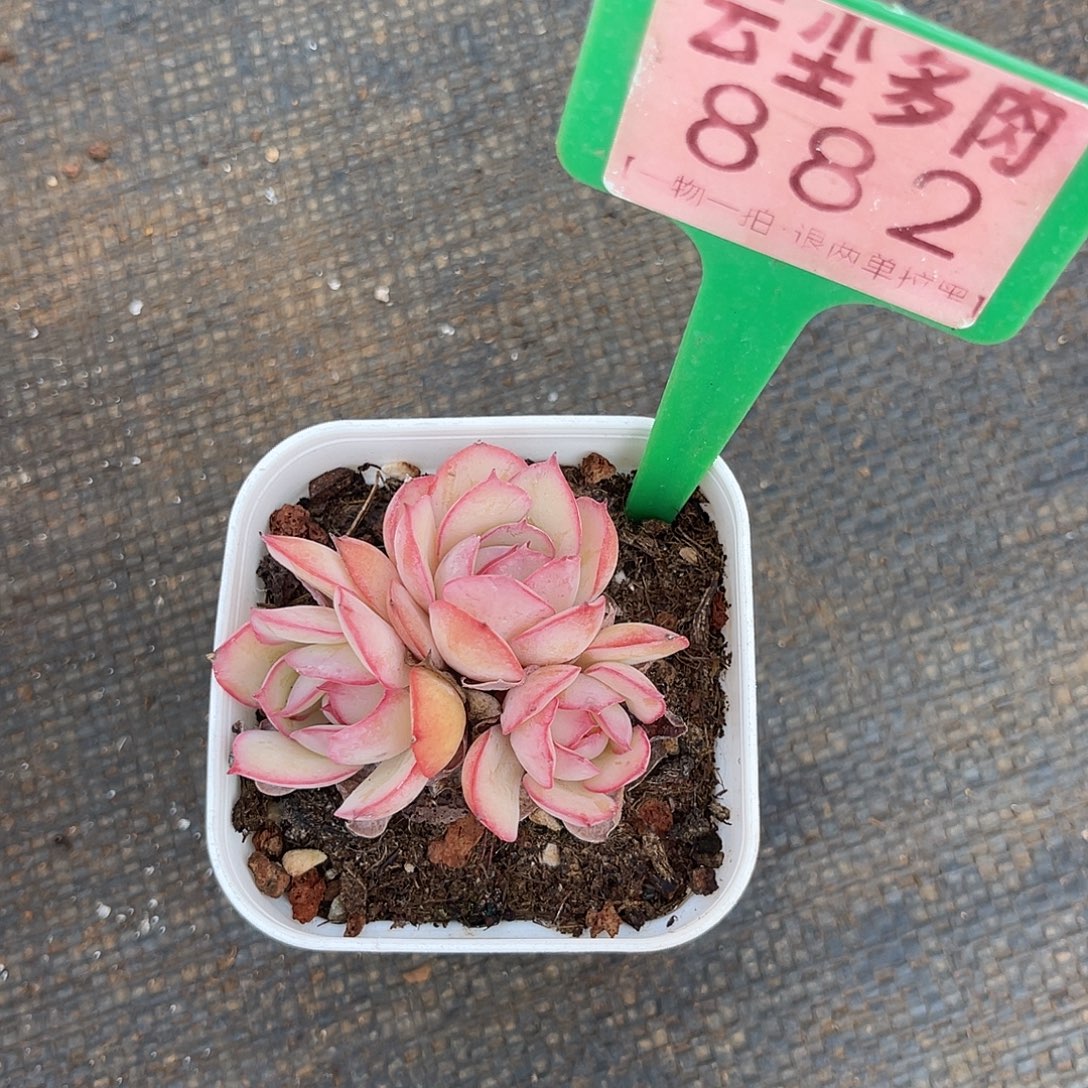 云尘多肉一物一拍 882,