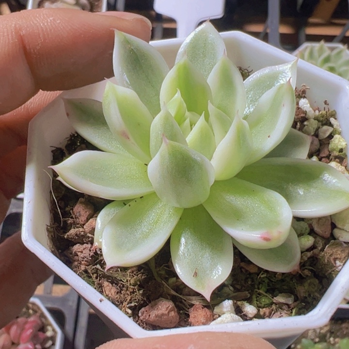 蝴蝶飞舞锦精品多肉