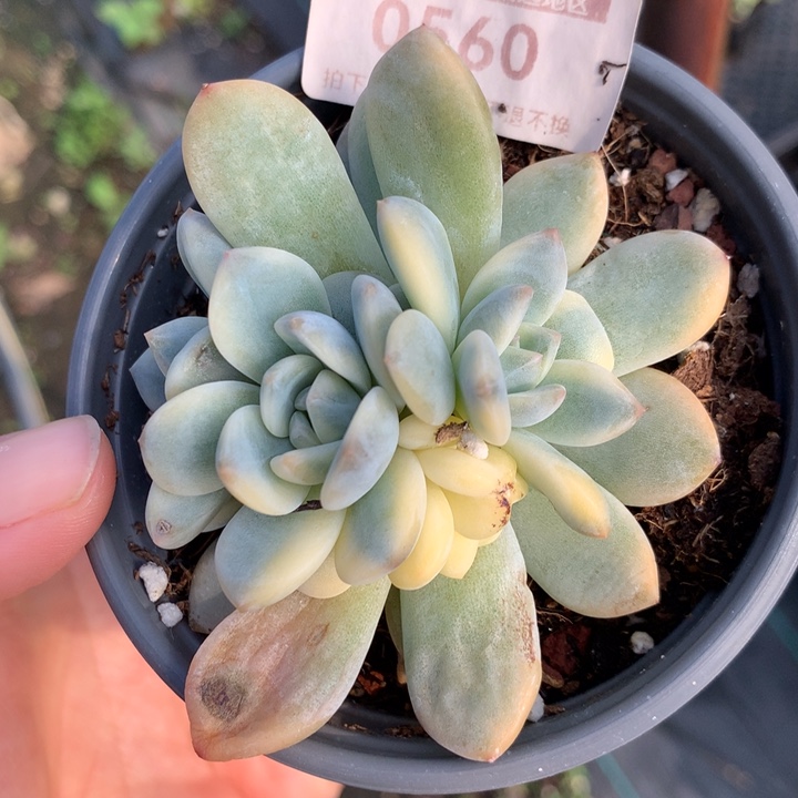 无花朵梦露锦0560
