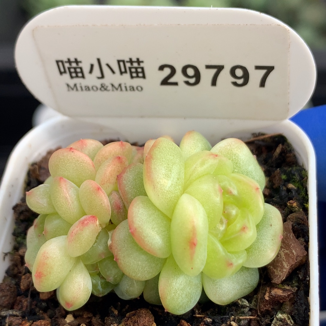 初***生多肉植物杂交珍妮