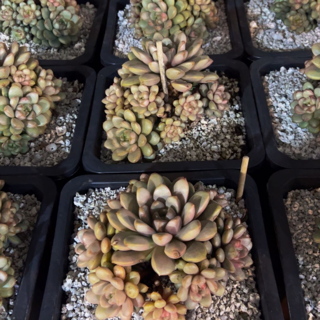 葡萄手捧花老桩，一物一拍