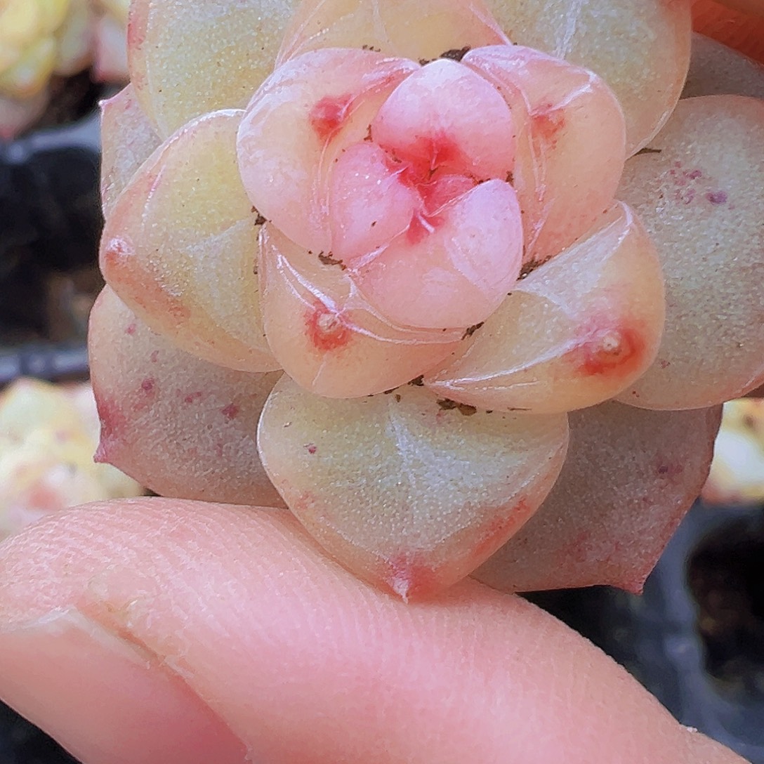 梦冰珍妮2颗19包邮