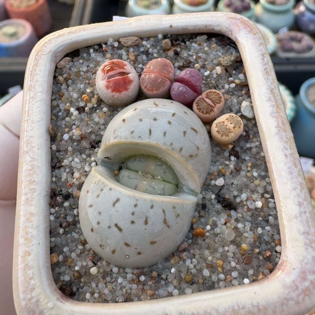 红陶蘑菇921花花