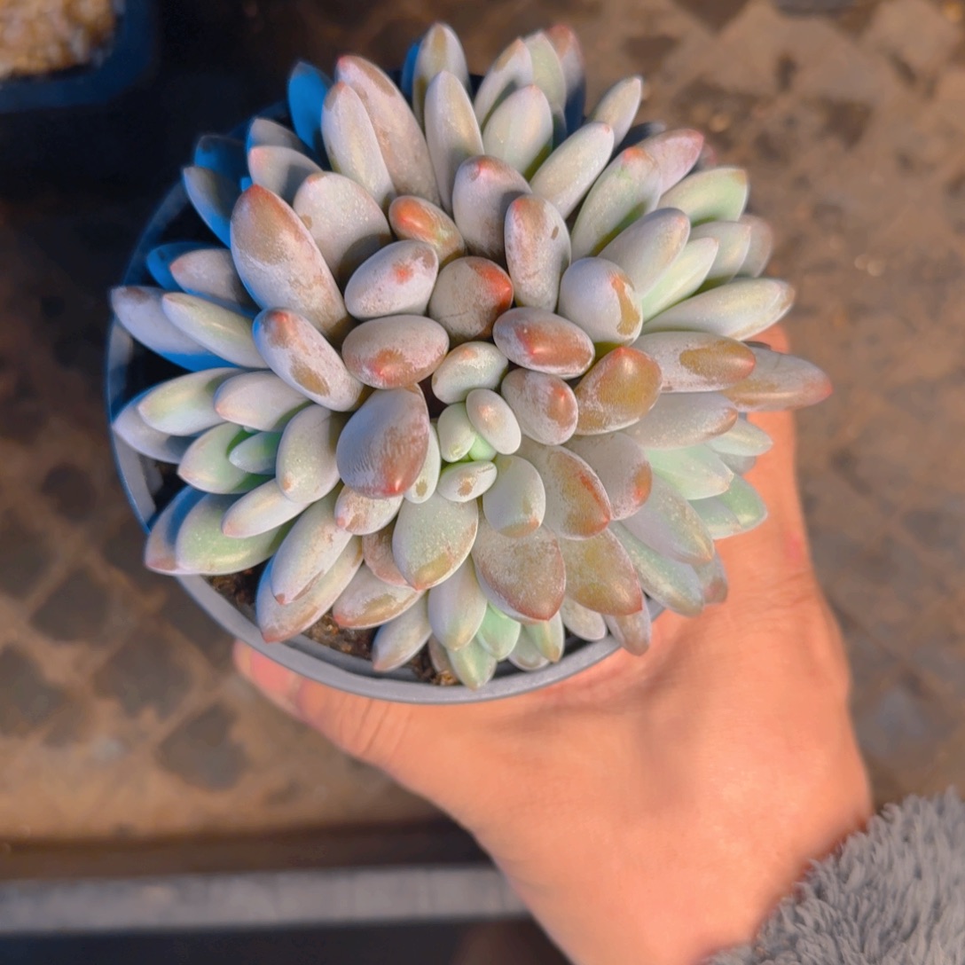 橙龙福利111111111111111111111