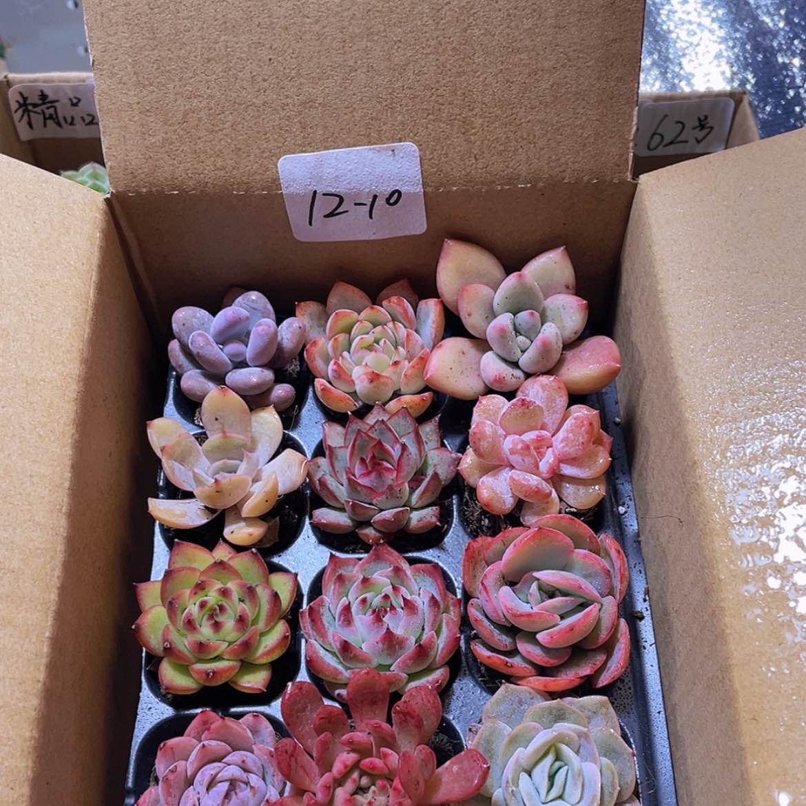 【闪购商品】12颗-10