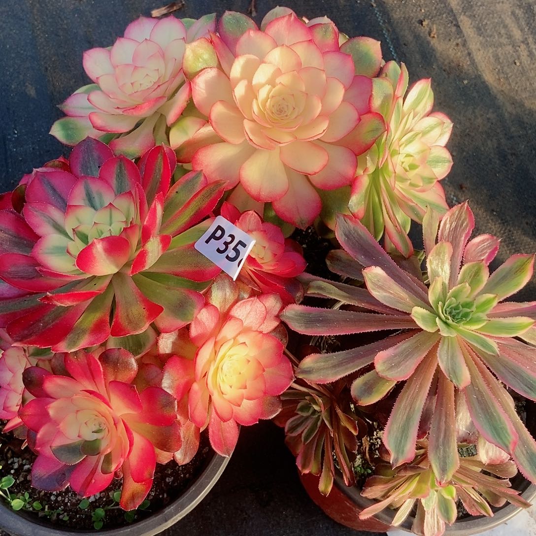 红陶358套餐3颗5多肉