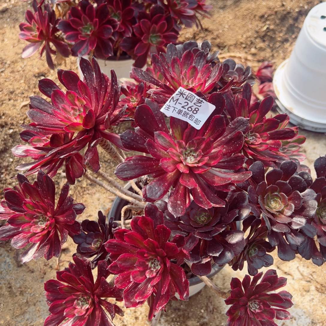 紫霞仙子阴阳多肉植物268