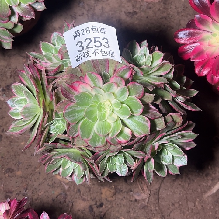 3253万花筒多肉植物