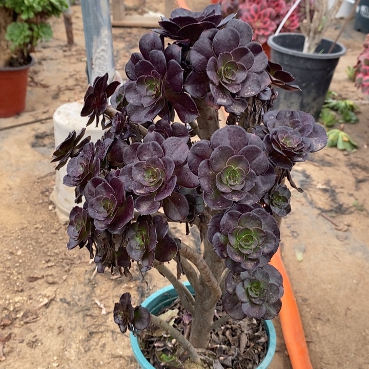 黑法8多肉植物法师法师法师