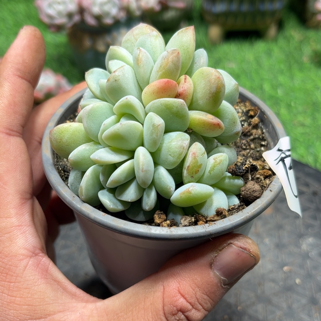 芭比专拍冰玉群生