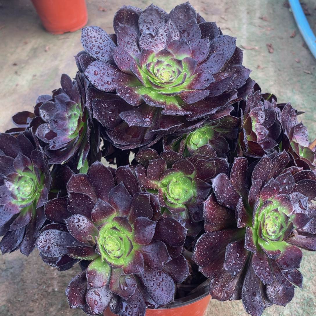 556黑美人精品法师老桩