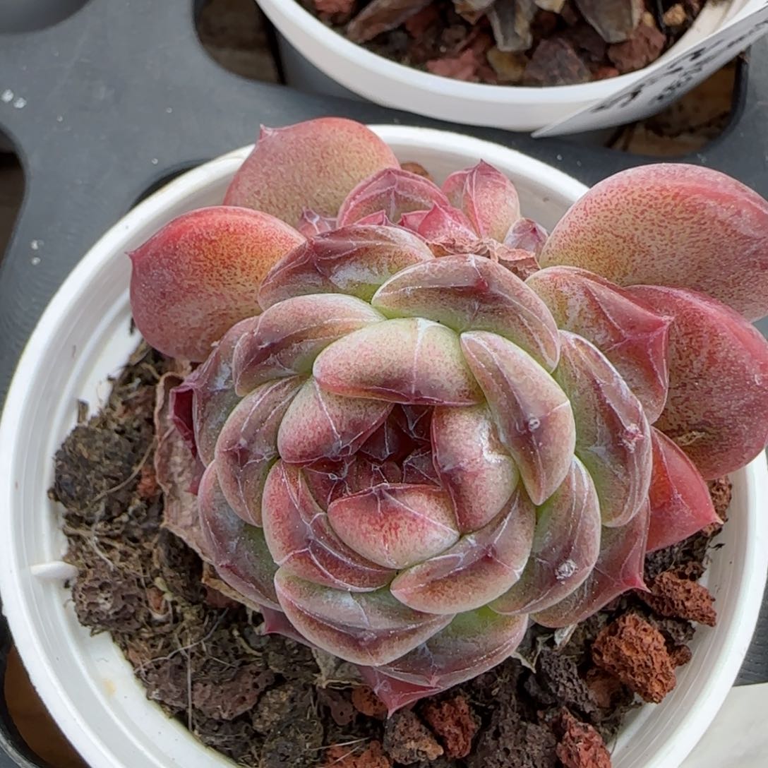 花语逸镜0219-573