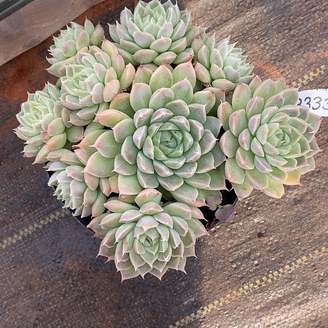 8***03333杂交老桩基地～15厘米